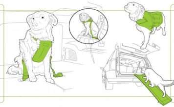 Пять способів захистити вашу собаку в машині