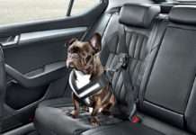 Skoda пропонує в якості опції аксесуари для безпеки собак