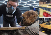 Миші перетворили досить рідкісний спорткар у власний будинок