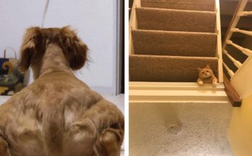 Щось тут не так: 50 + фотографій, що збивають з пантелику