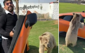 Ведмідь проти lamborghini: як домашній вихованець з суперкаром грав