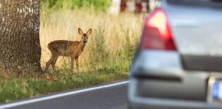 Quando evitare di colpire un cervo: i cicli lunari e i rischi della guida in zone rurali
